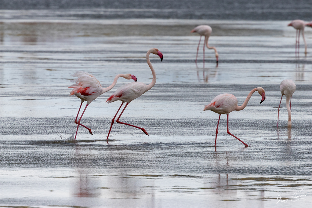 Flamands roses