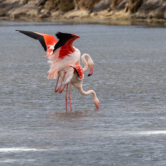 Flamands roses