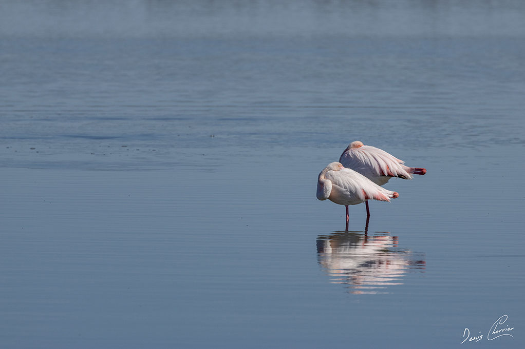Flamands roses