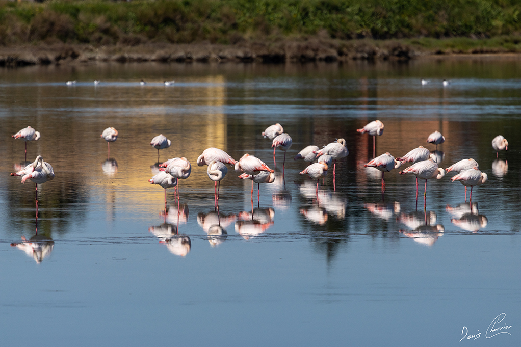 Flamands roses