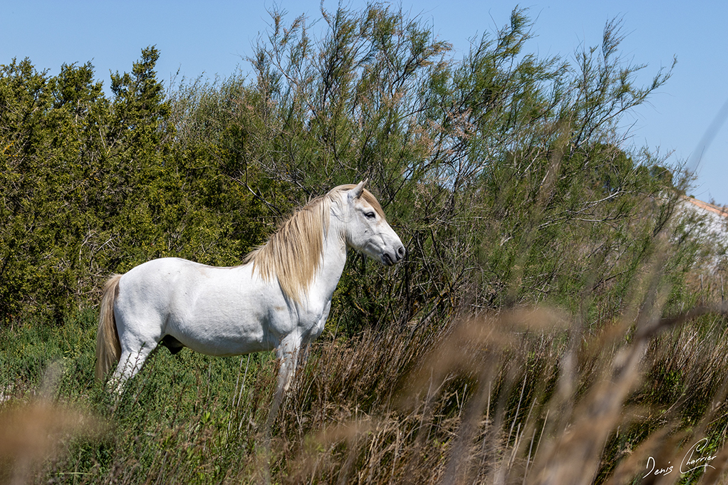 Cheval camarguais