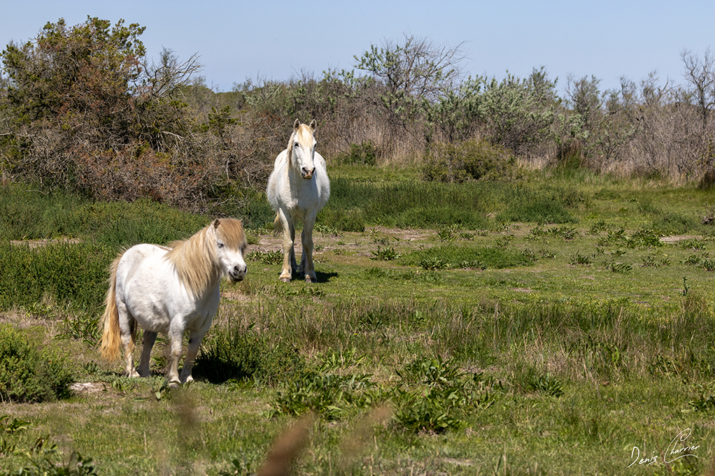 Chevaux camarguais