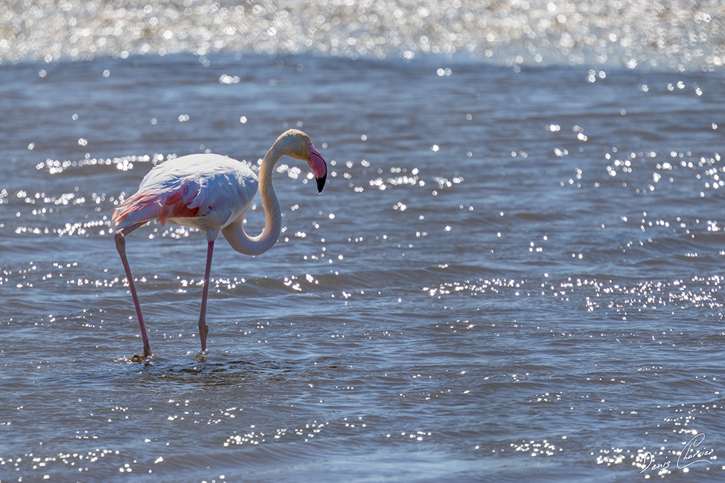 Flamand rose
