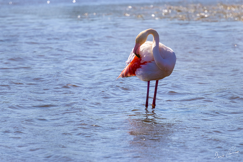 Flamand rose