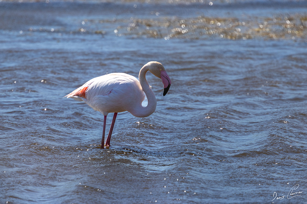 Flamand rose