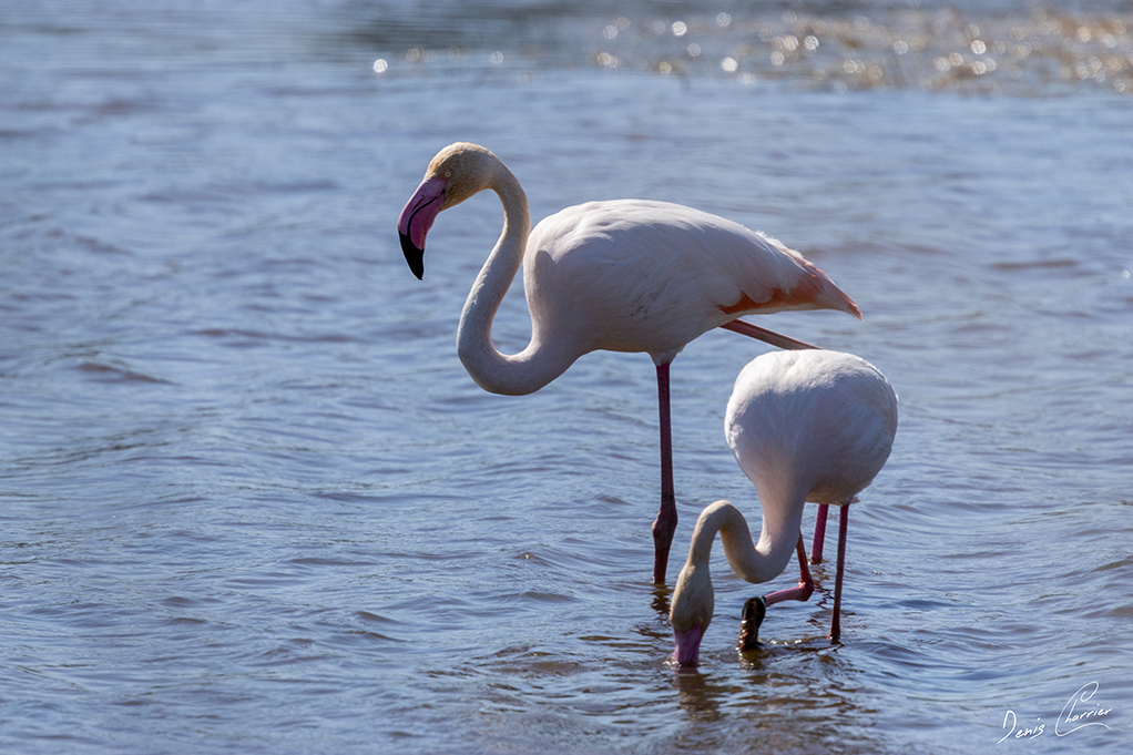 Flamands roses