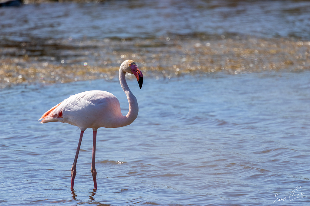 Flamand rose