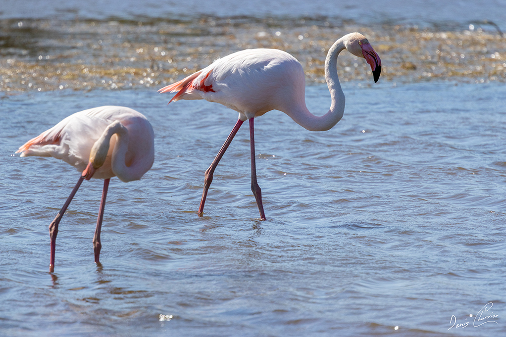 Flamands roses