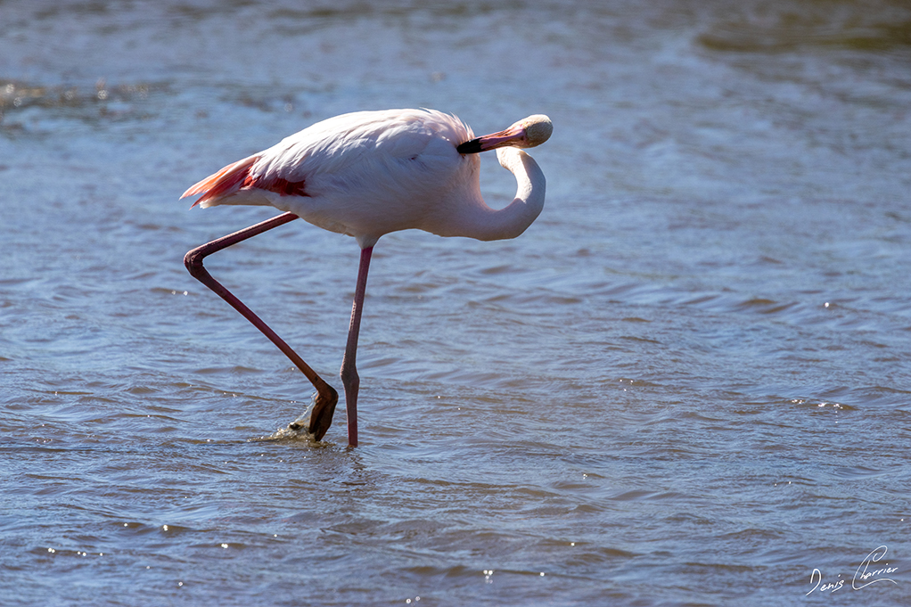 Flamand rose