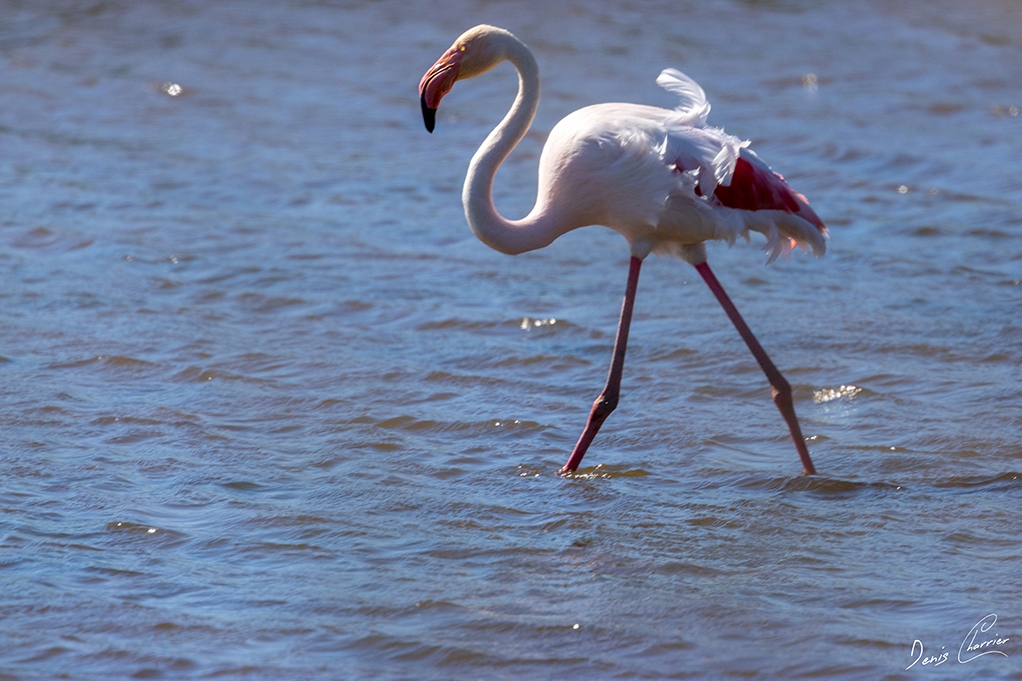 Flamand rose