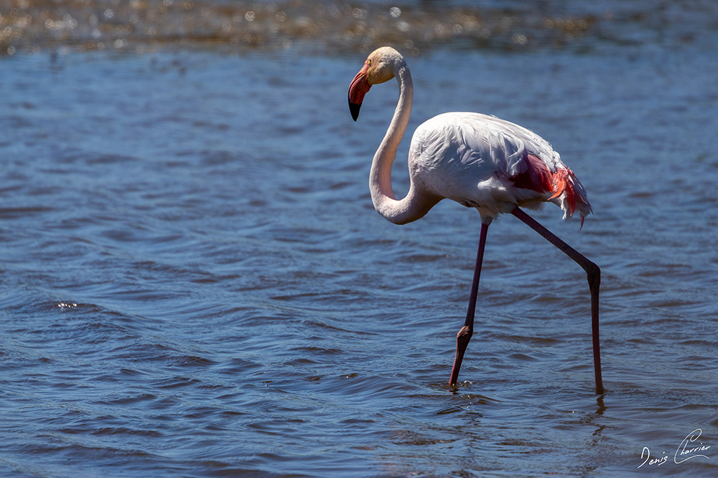 Flamand rose