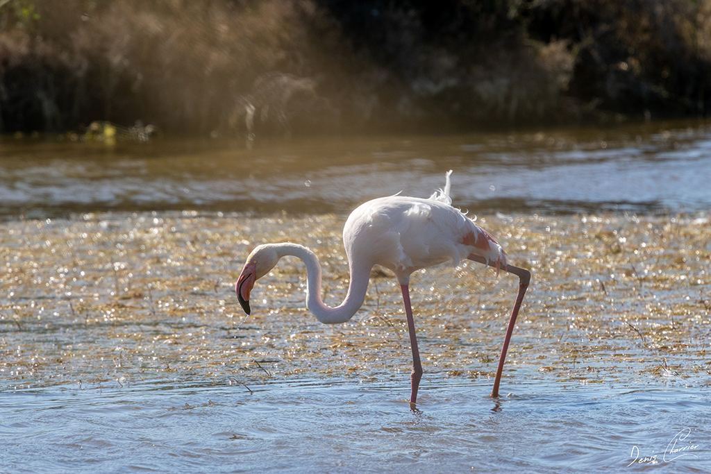Flamand rose