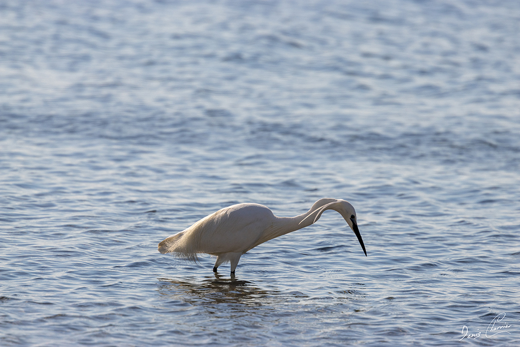 Aigrette garzette