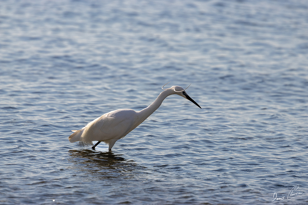Aigrette garzette