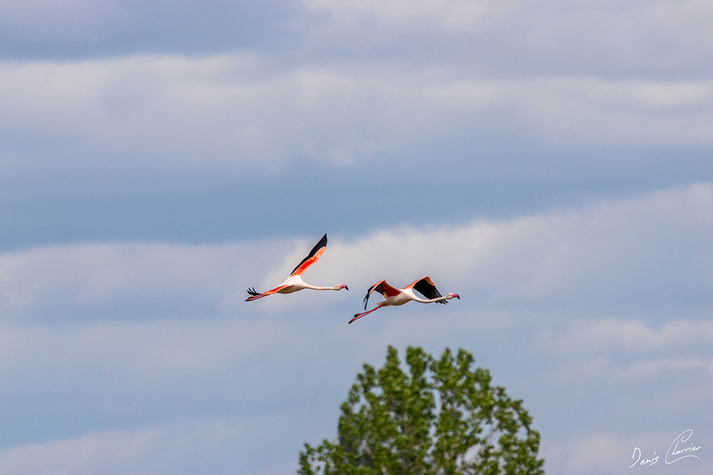 Flamands roses