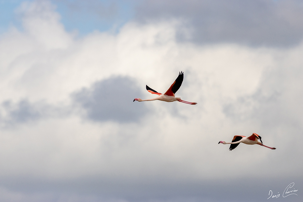 Flamands roses