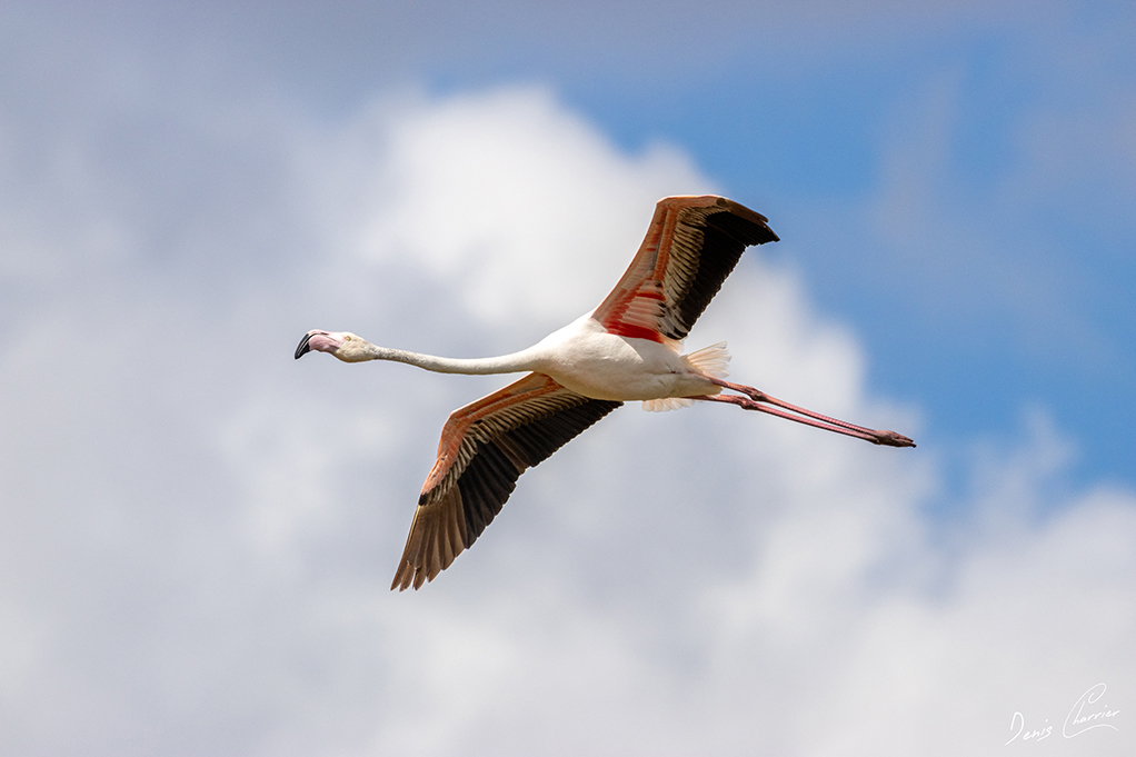 Flamand rose