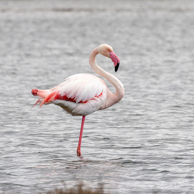 Flamand rose