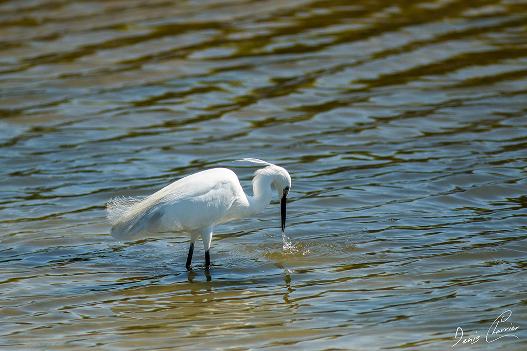 Aigrette garzette