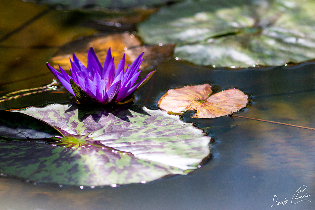 Fleur de nénuphar violette