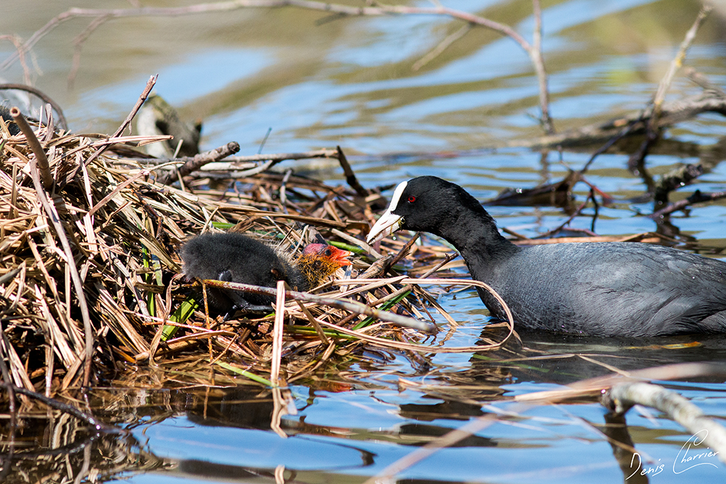 Foulque macroule nourissant ces petits