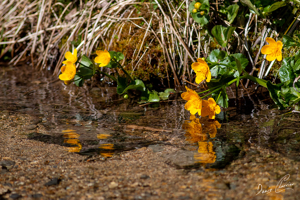 Reflet de ficaires dans un ruisseau