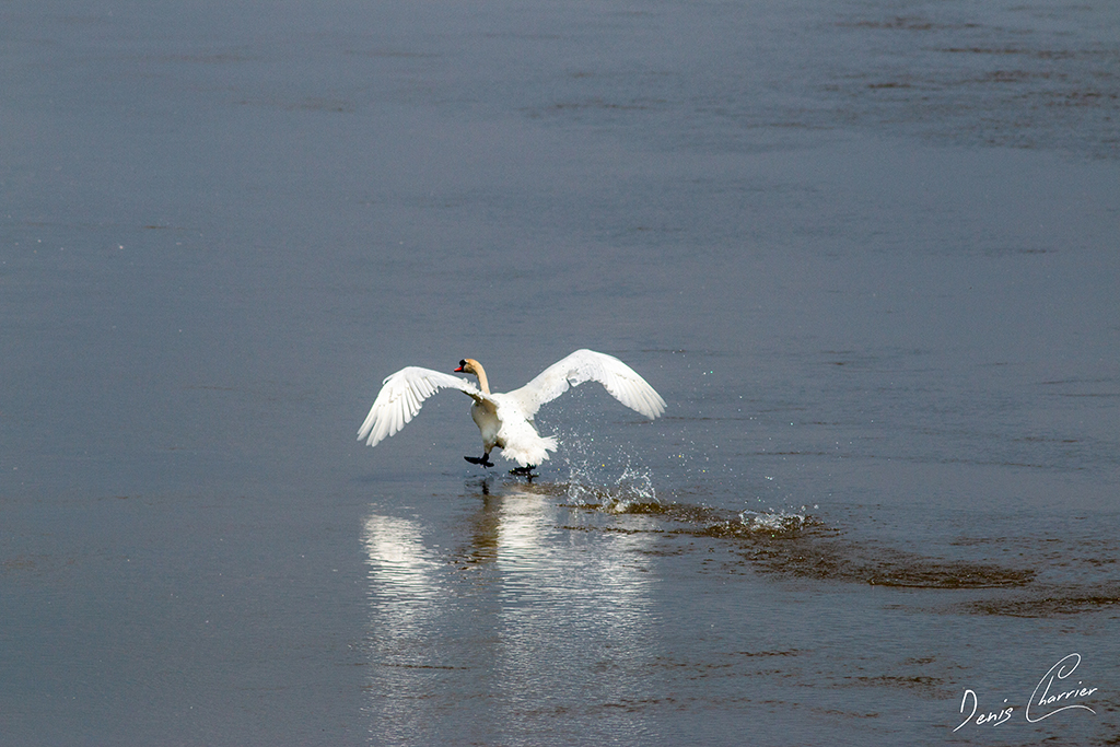 Cygne tuberculé se posant sur l'eau d'un fleuve