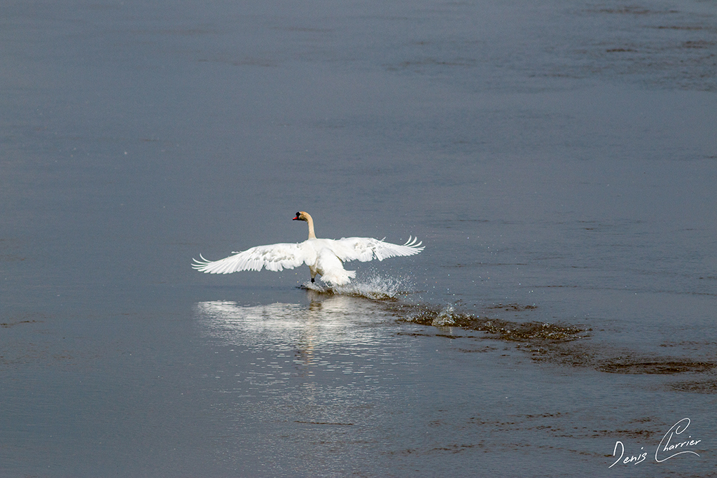 Cygne tuberculé se posant sur l'eau d'un fleuve