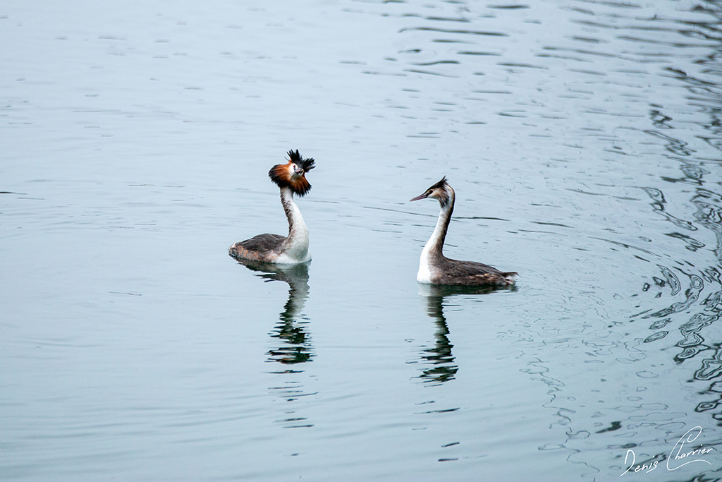 Couple de grèbe huppé