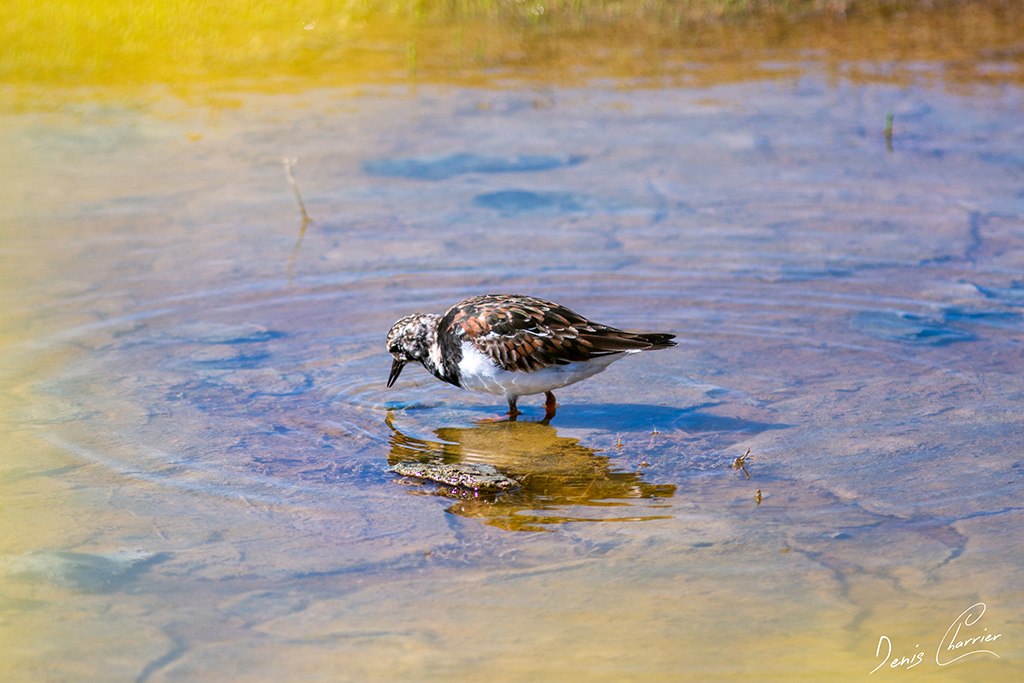 Tournepierre à collier dans un marais salant