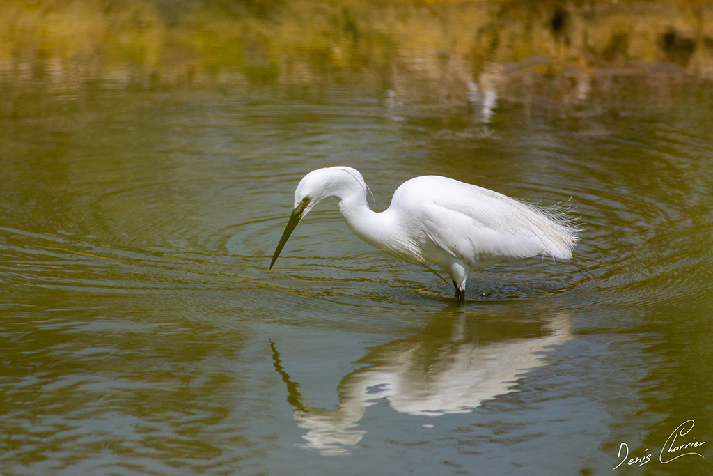 Aigrette garzette entrain de pêcher dans un marais salant
