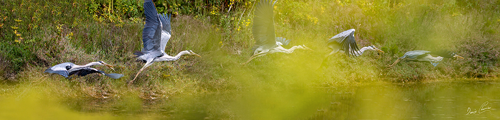 Décomposition du vol d'un héron cendré après avoir attraper une anguille