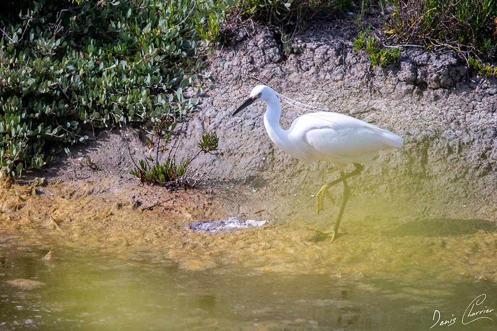 Aigrette garzette sur la berge d'un marais