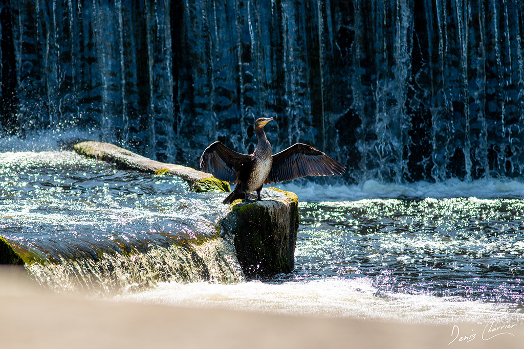Grand cormoran ailes déployées devant une cascade