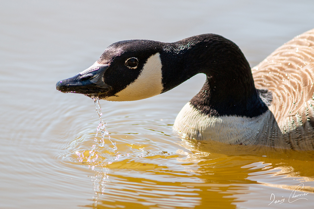 Tête de Bernache du Canada
