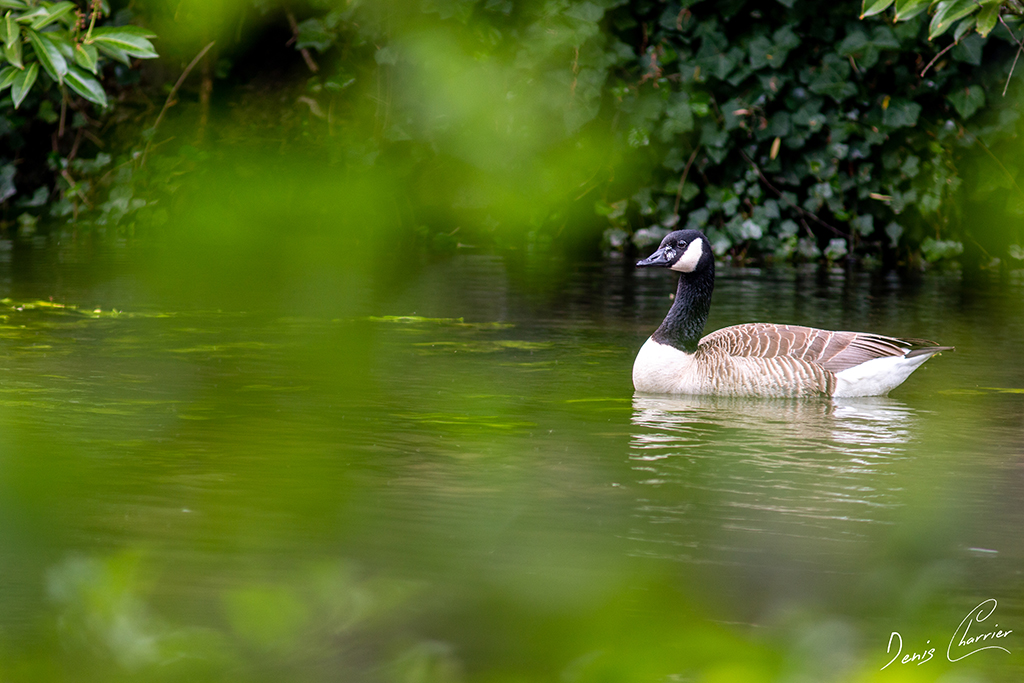 Bernache du Canada sur l'Essonne