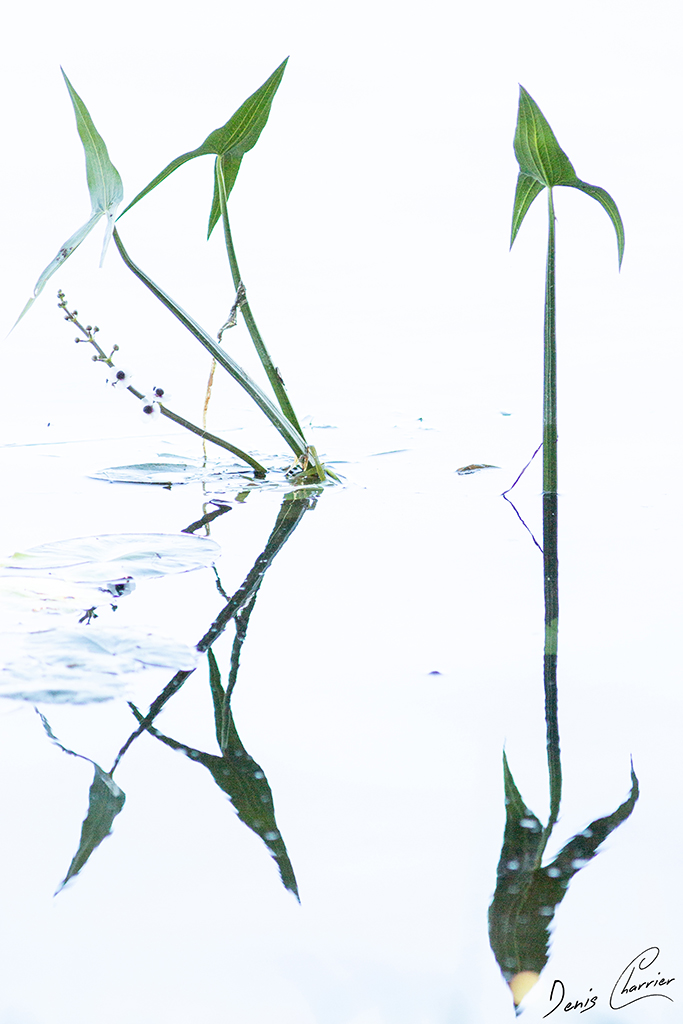 Sagittaire à feuilles en flèche