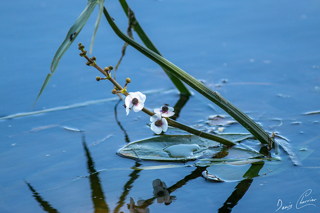 Sagittaire à feuilles en flèche