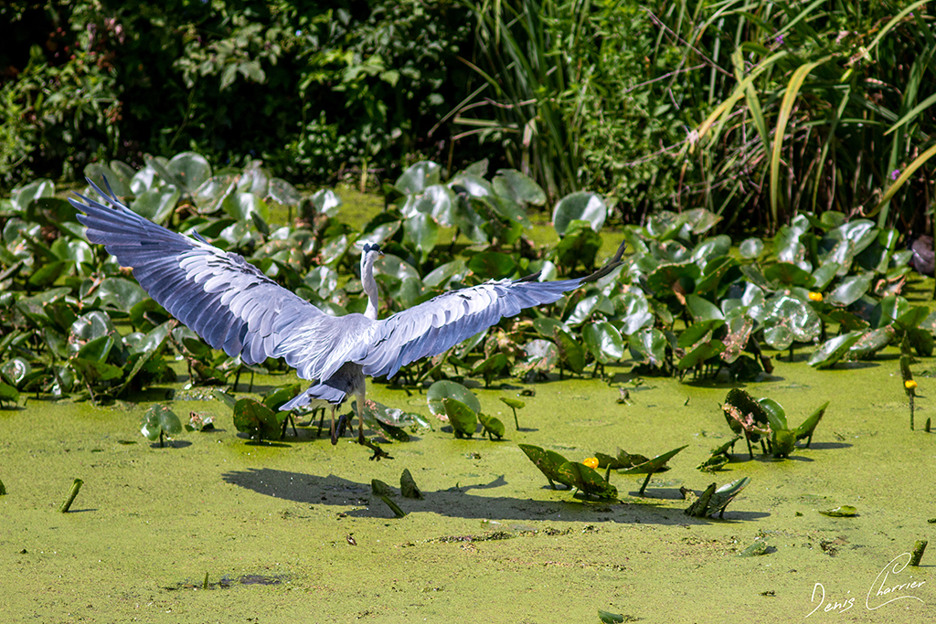 Héron cendré se posant dans un étang rempli de lentilles d'eau