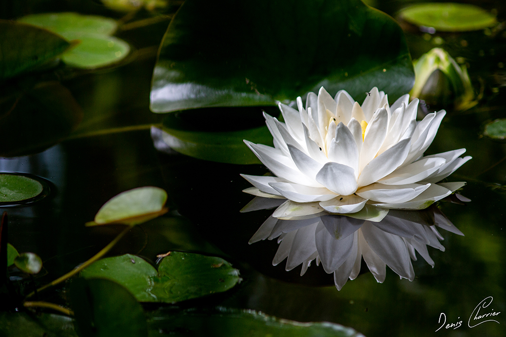 Fleur de nénuphar blanche