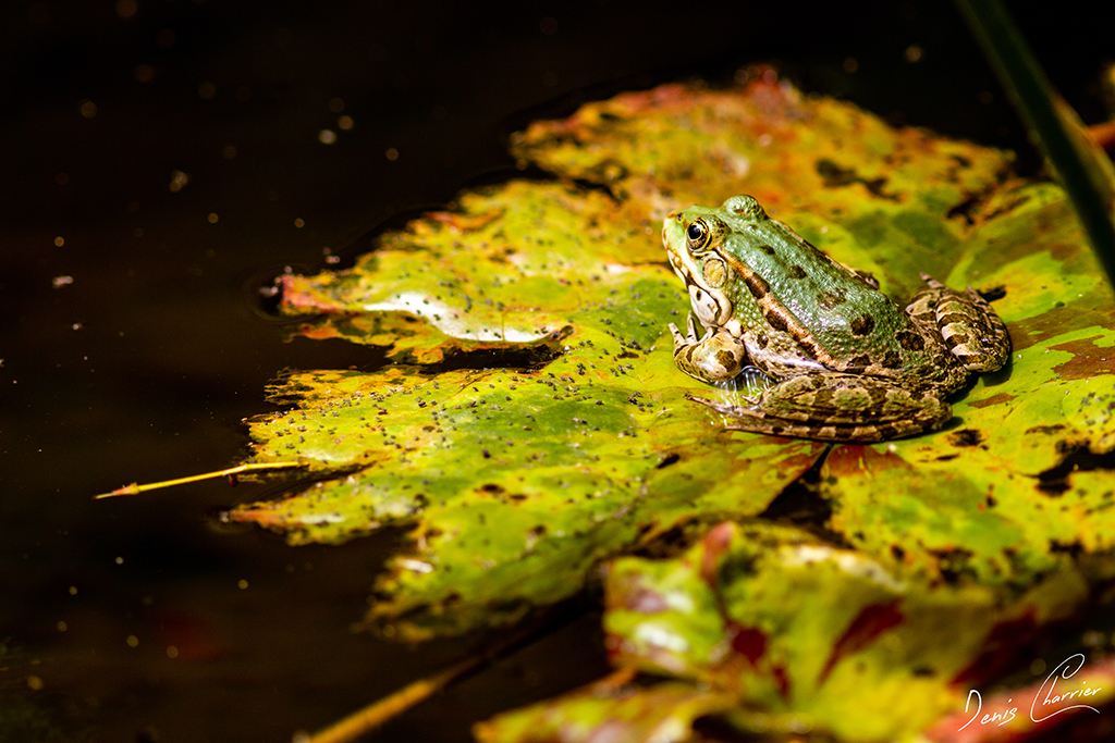 Grenouille verte sur une feuille de nénuphar