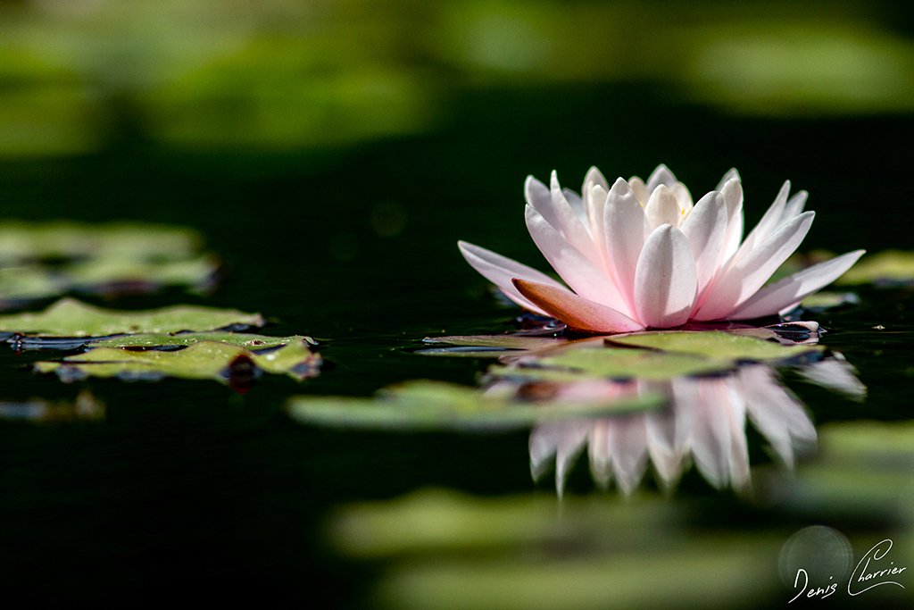 Fleur de nénuphar rose