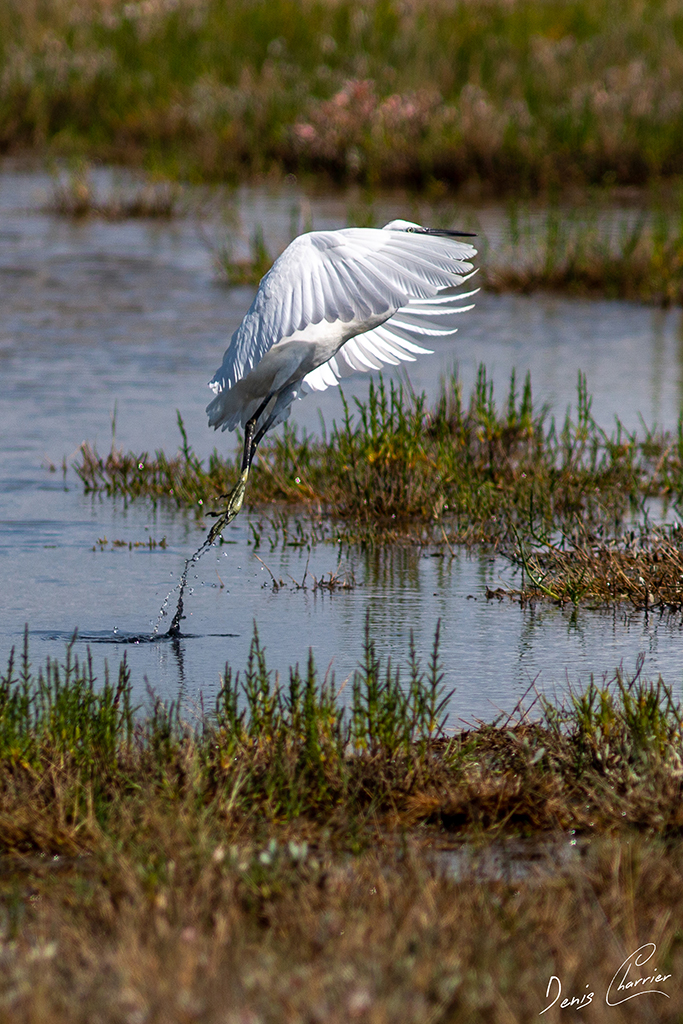 Aigrette garzette décollant d'un marais salant