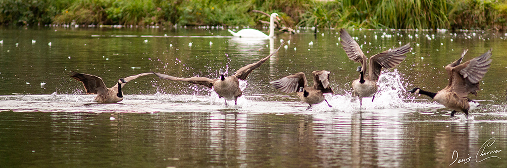 Groupe de Bernaches du Canada en vol