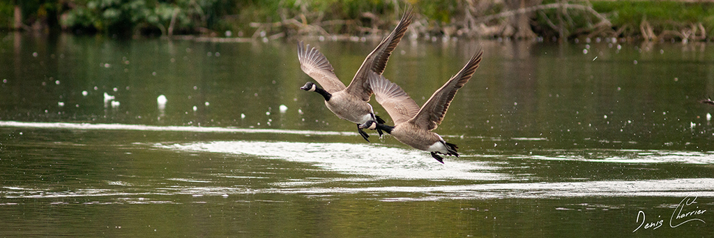 Groupe de Bernaches du Canada en vol