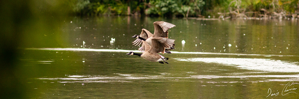Groupe de Bernaches du Canada en vol