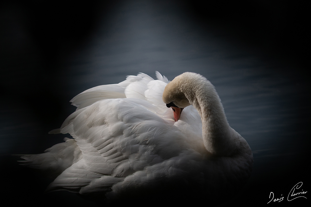 Cygne tuberculé