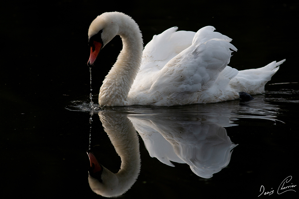 Cygne tuberculé nageant avec son reflet dans l'eau