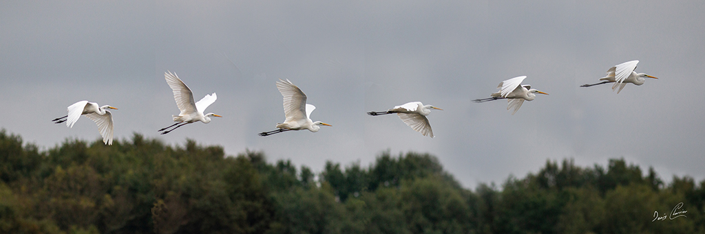 Décomposition d'un envol d'une grande Aigrette