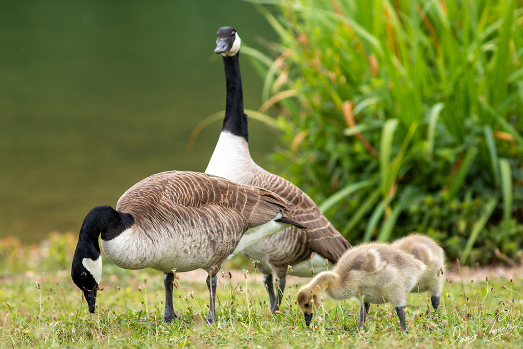 Couple de Bernaches du Canada avec leurs deux oisillons